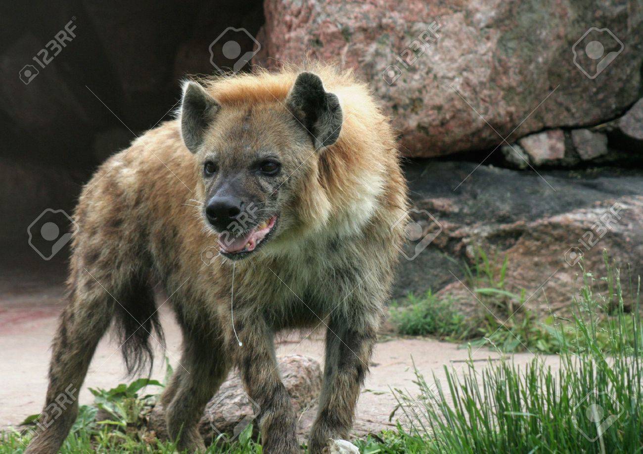 hanging hyena