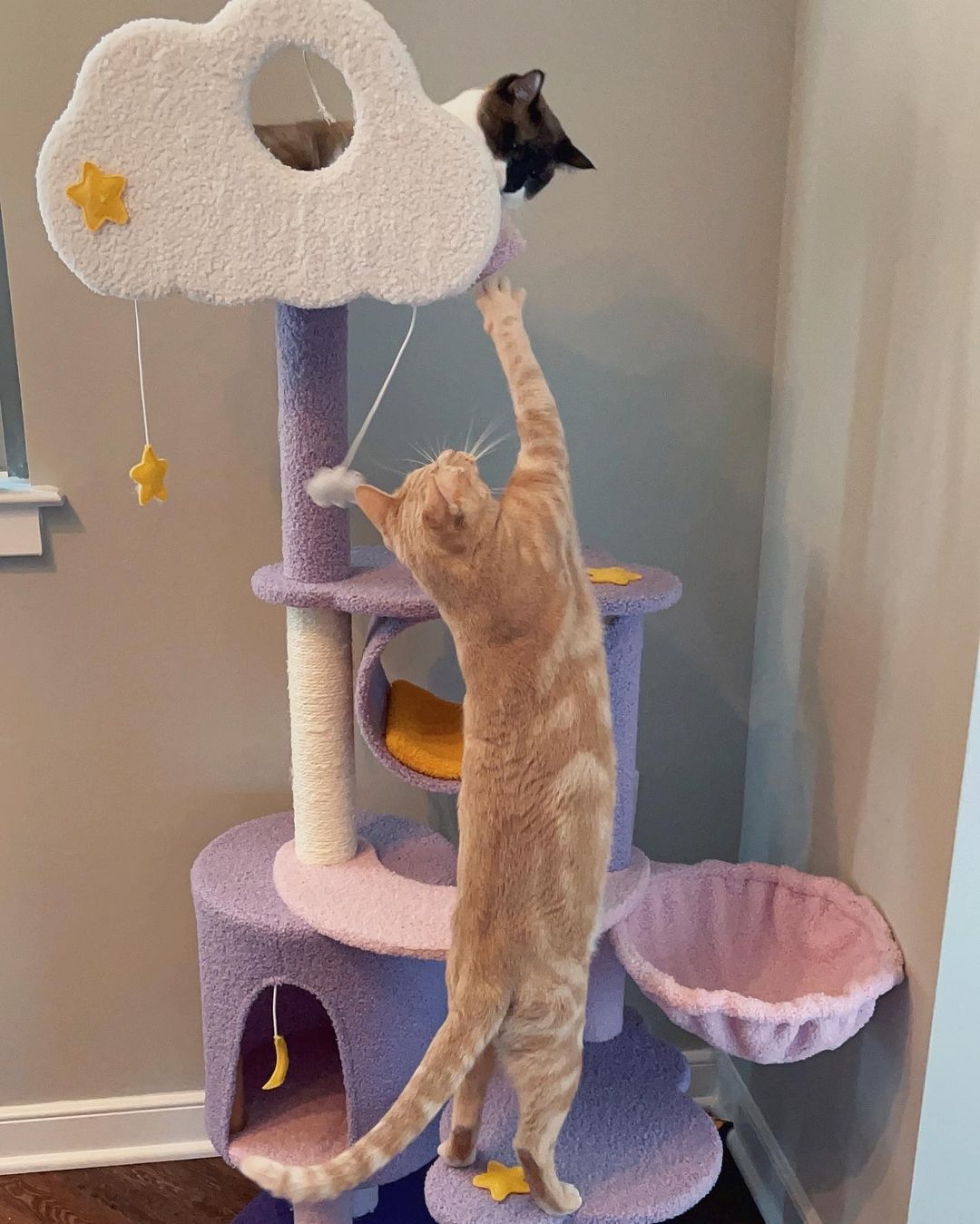 happy and polly cat tree