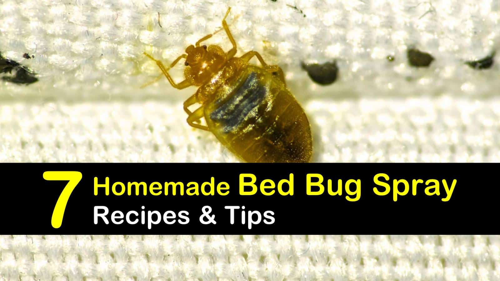 homemade bed bug spray