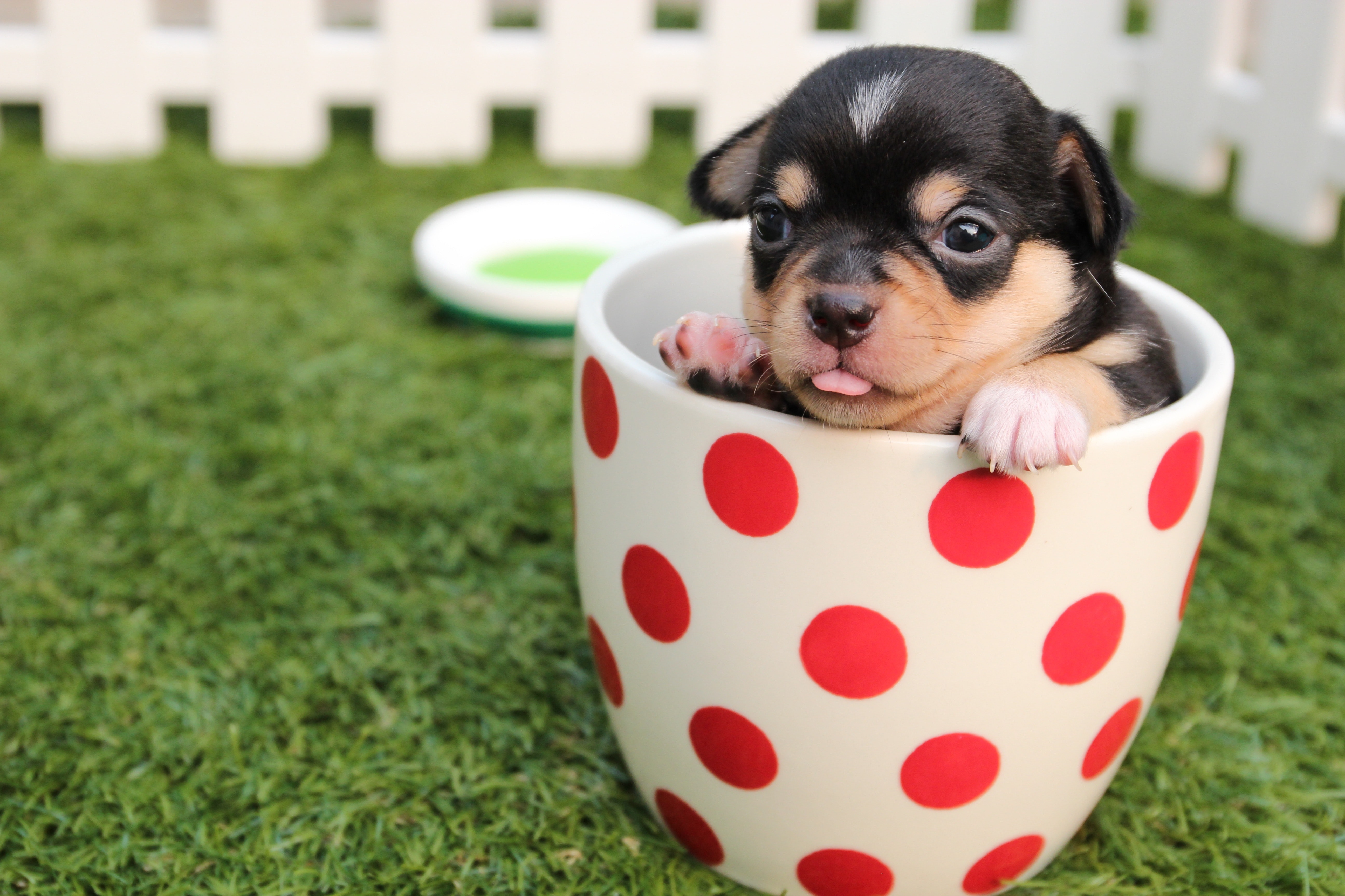 how much does a teacup puppy cost