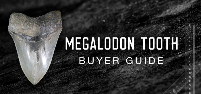 how much is a megalodon tooth worth