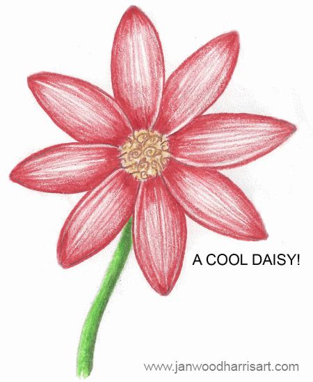 how to draw daisy flower