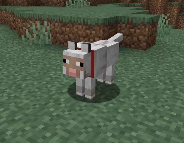 how to tame sheep minecraft