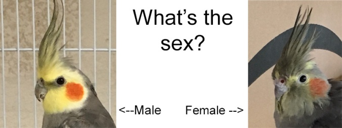 how to tell if a cockatiel is male or female