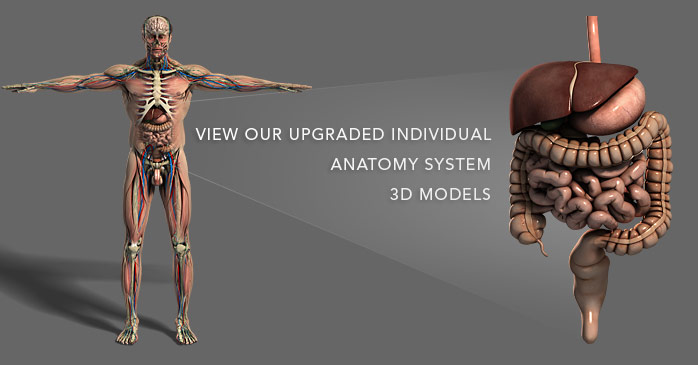 human anatomy 3d model download