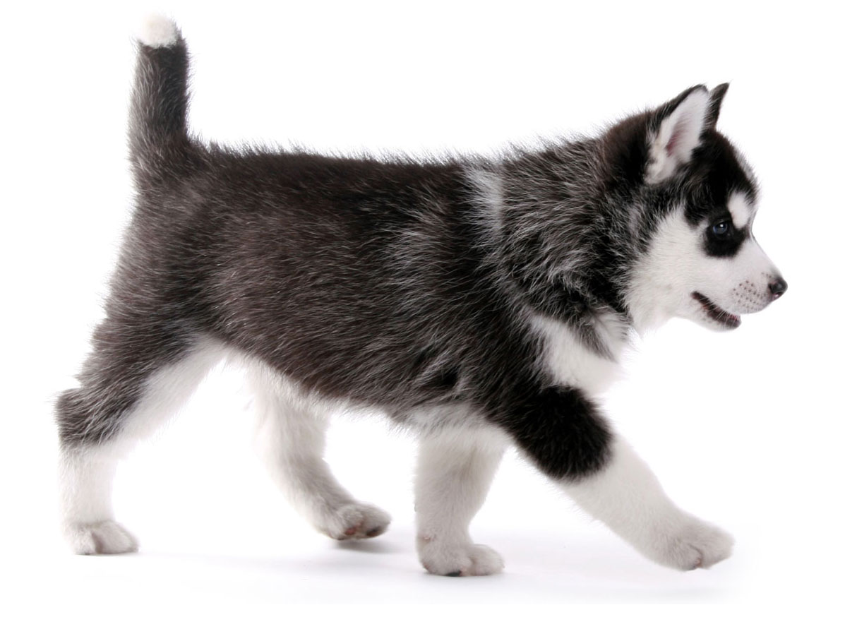 husky puppies for sale in houston