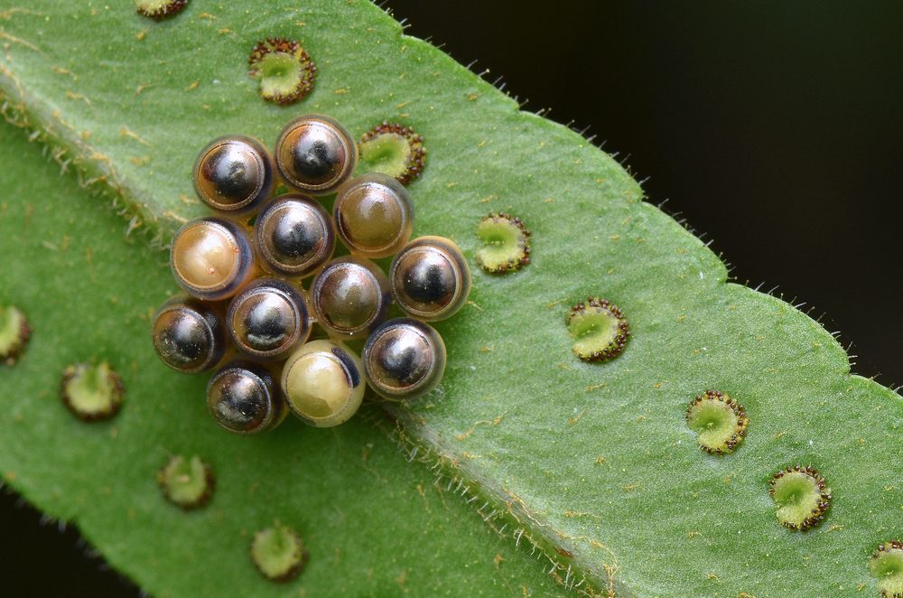 identifier insect eggs identification guide uk