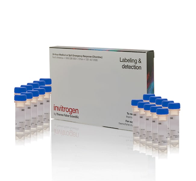 invitrogen molecular probes