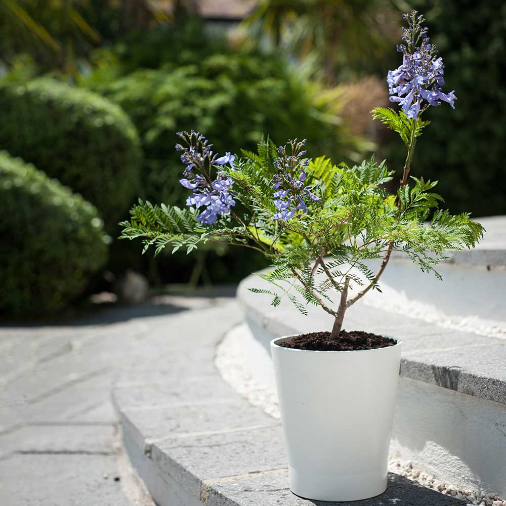 jacaranda bonsai blue