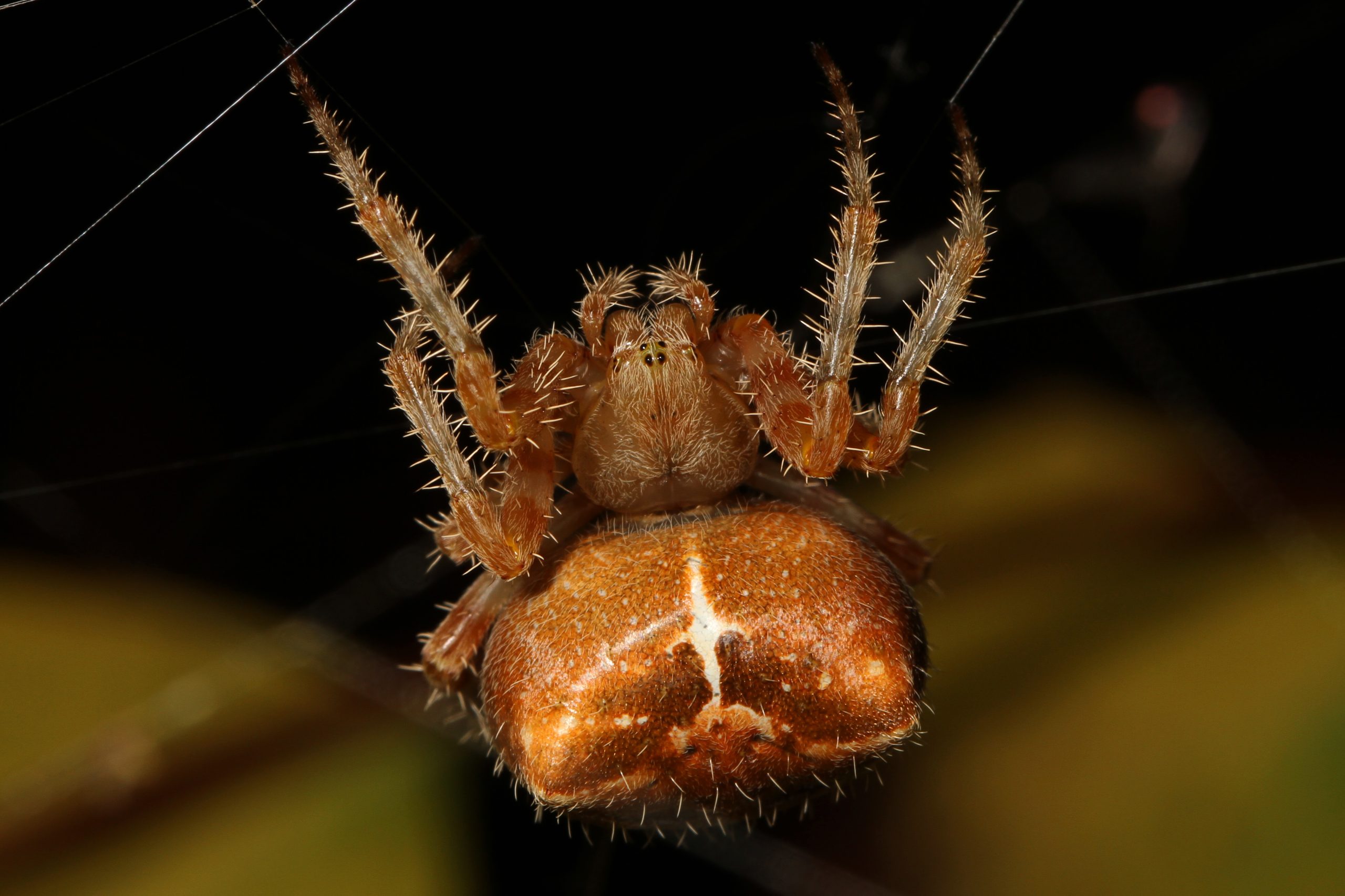 jewel spider alberta