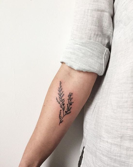 juniper branch tattoo