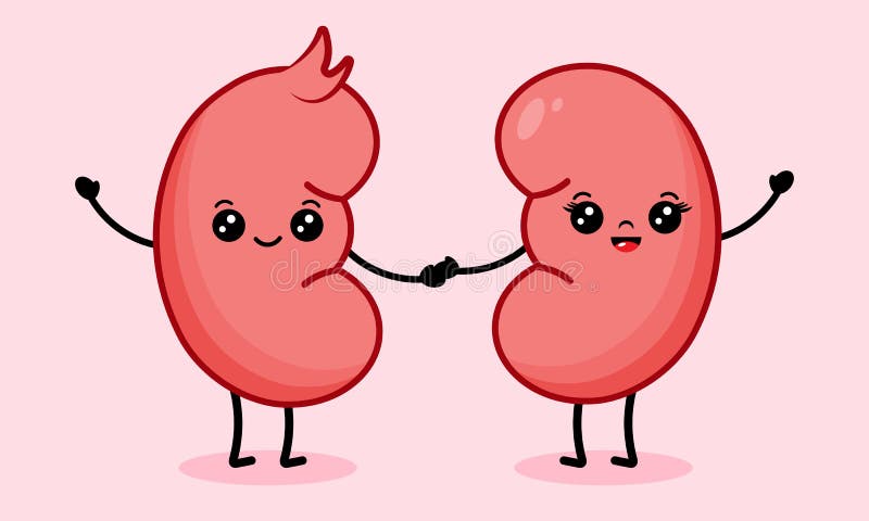 kidney cartoon images