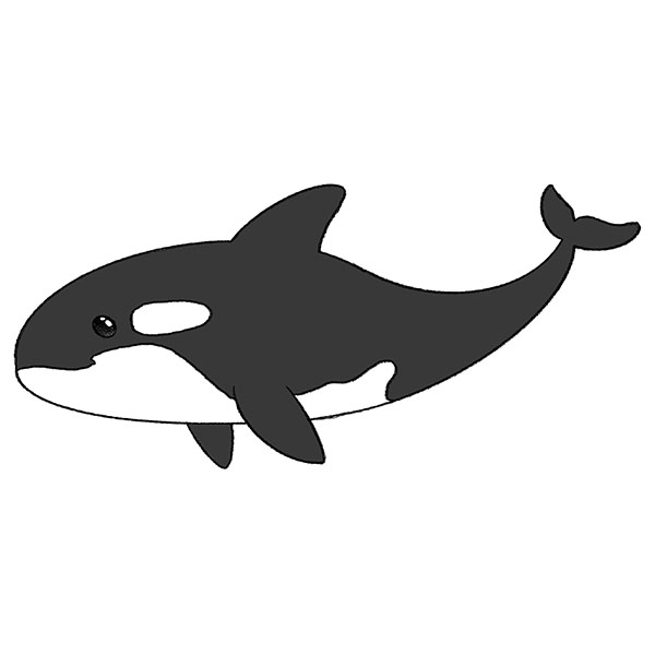 killer whale drawing