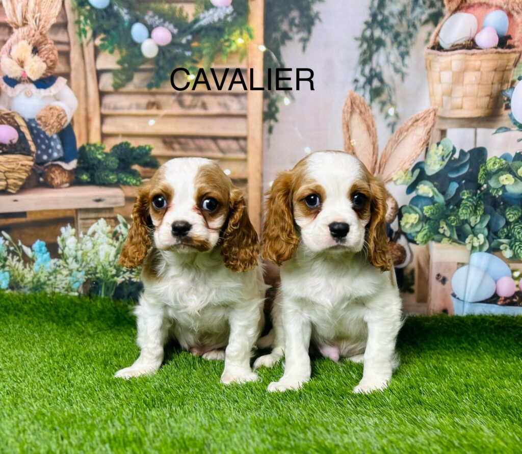 king charles puppies for sale manchester