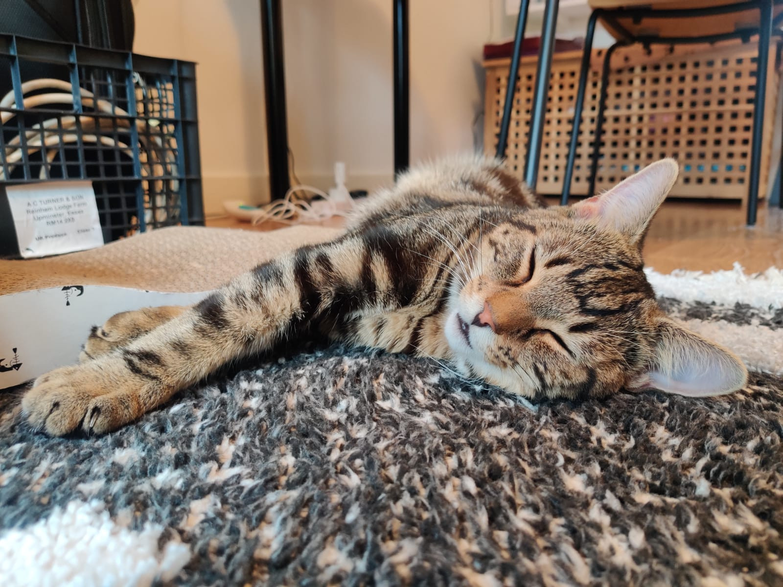 kittens for free in london