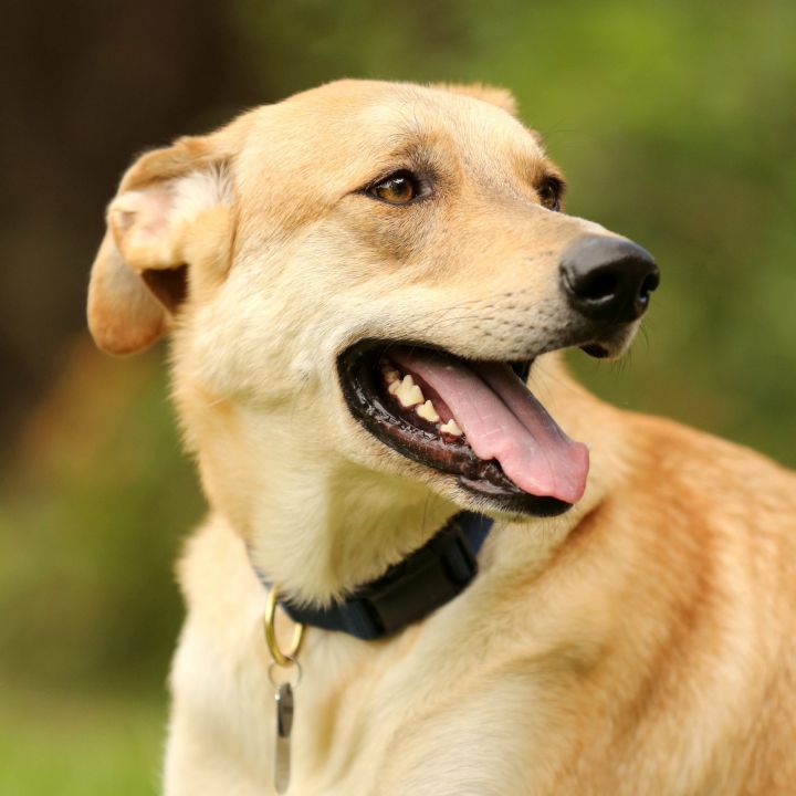 lab retriever and german shepherd mix