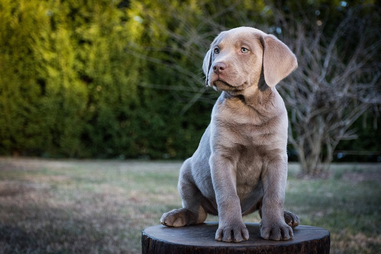 lab silver puppies