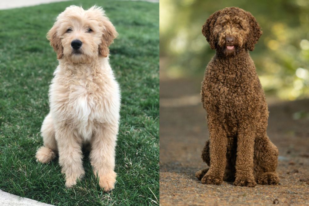 labradoodle photos