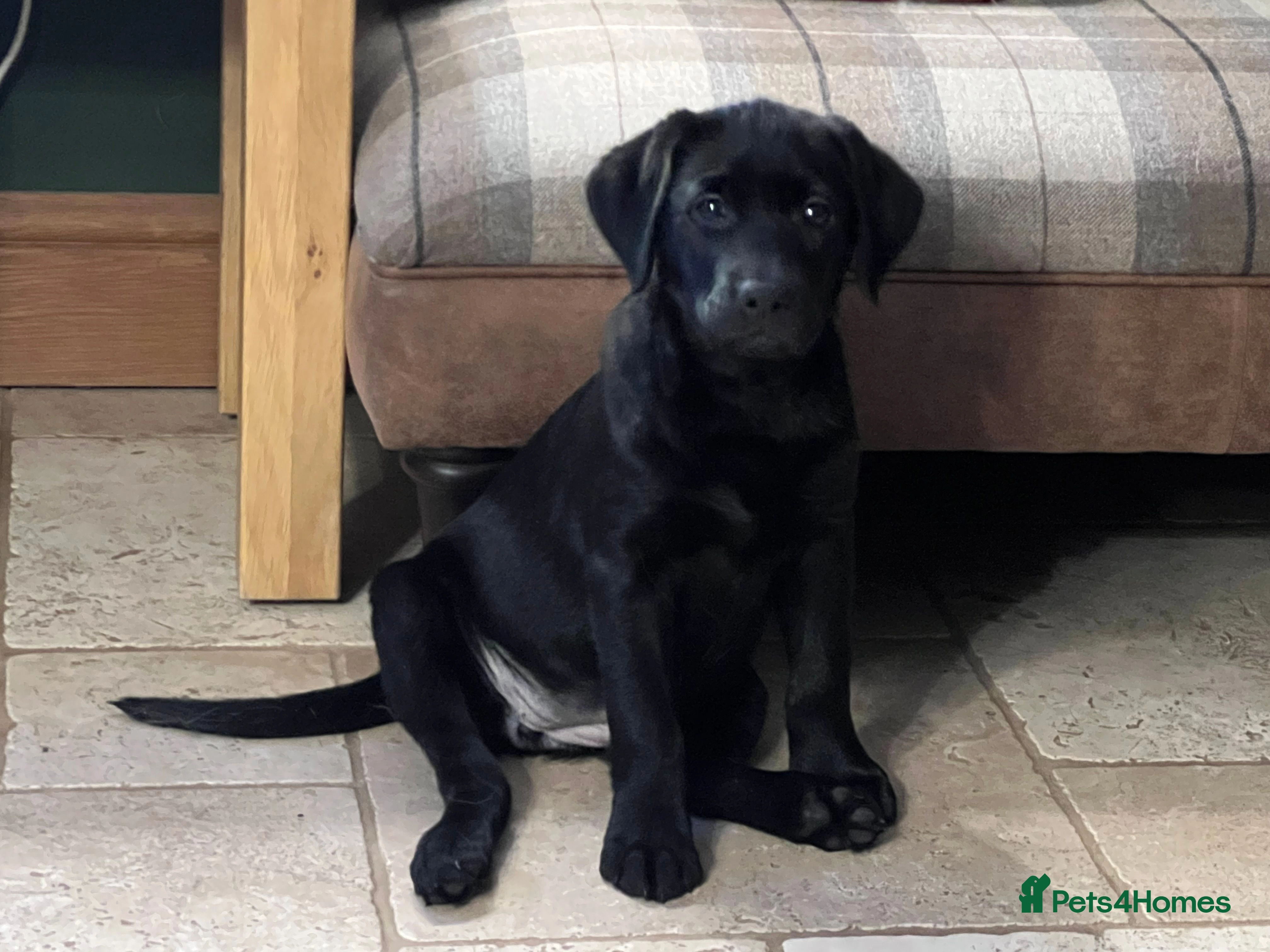 labrador puppies for sale in cardiff