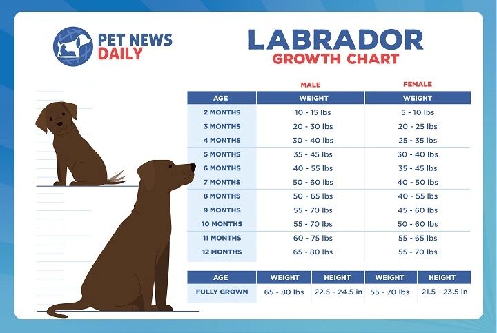 labrador puppy weight chart