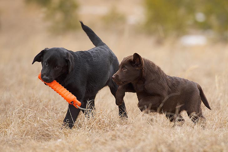 labrador retriever for sale