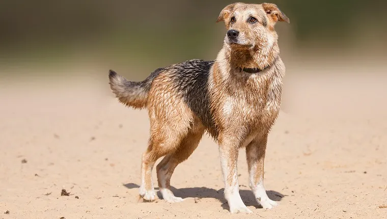 labrador shepherd mix