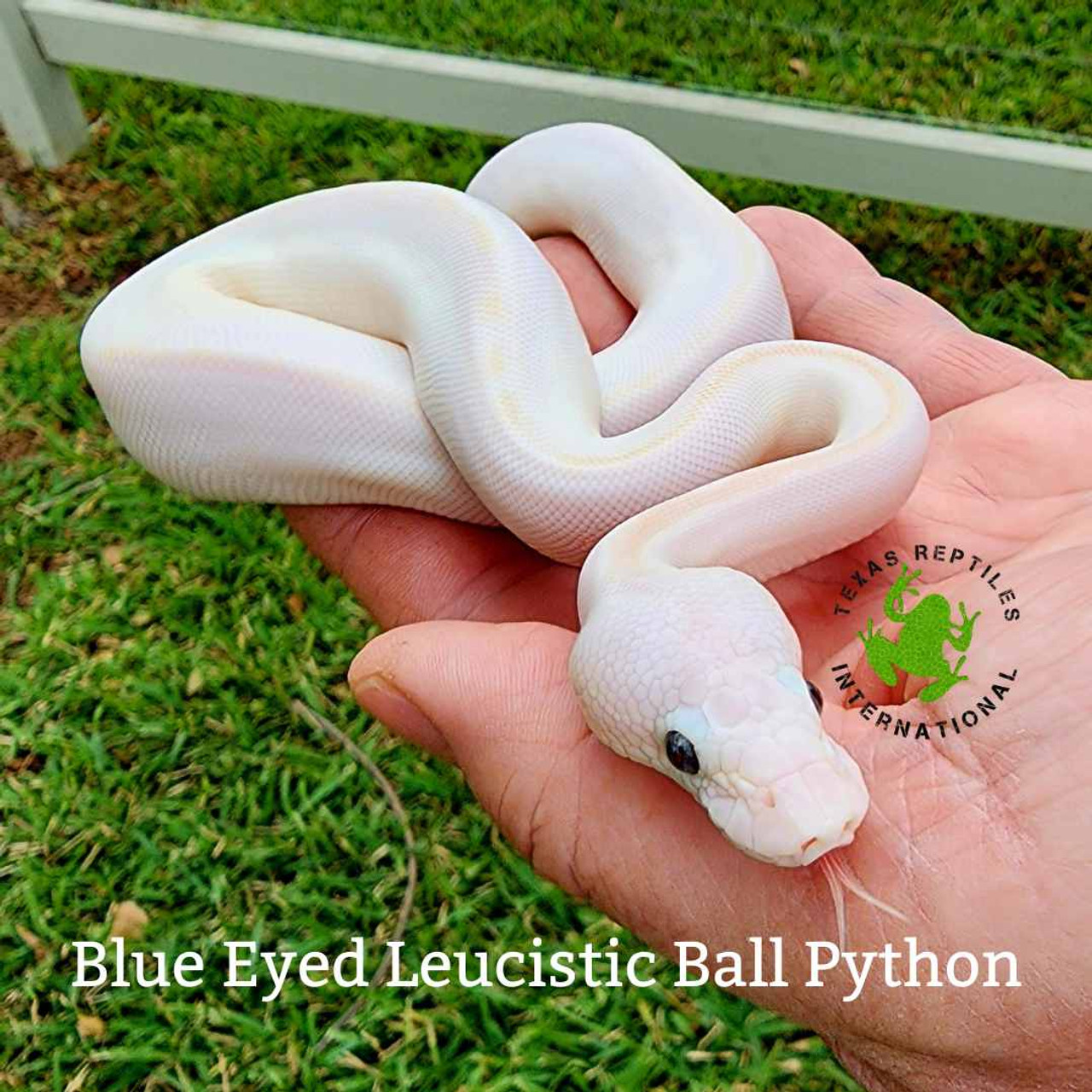 leucistic blue eyed python