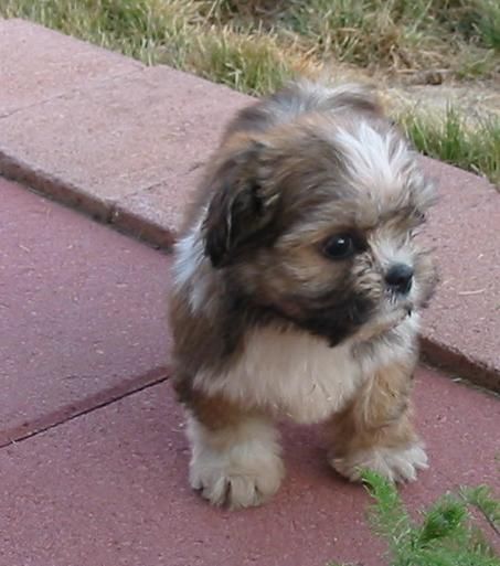 lhasa apso and yorkshire terrier cross