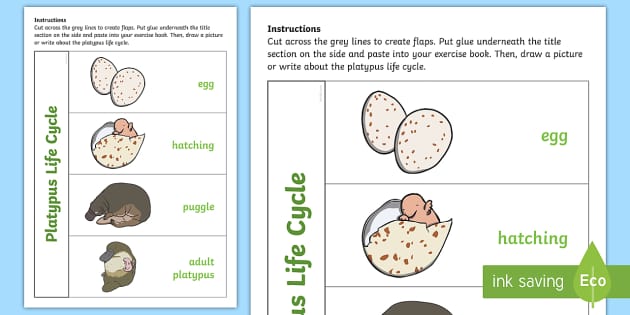 life cycle of the platypus