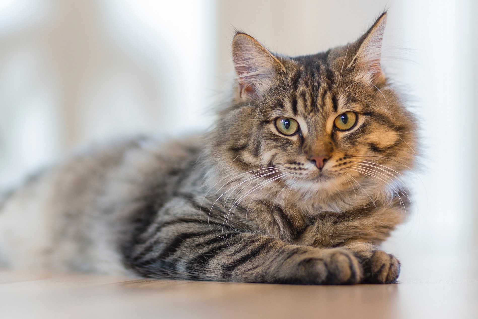 life expectancy for tabby cats