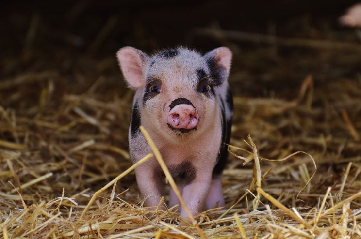 life expectancy of pot belly pigs