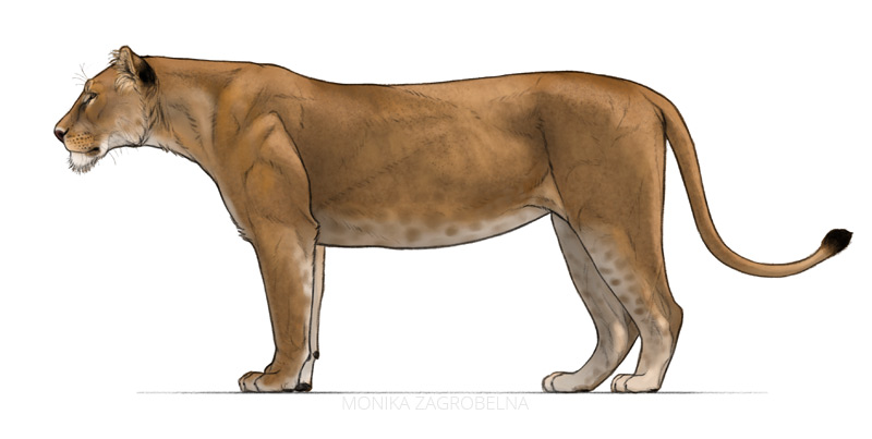 lion anatomy drawing