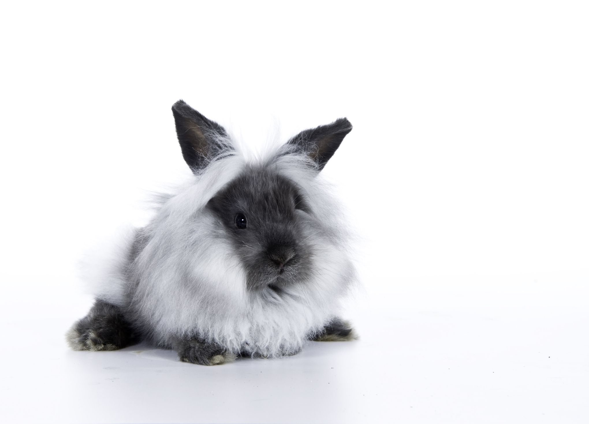 lionhead rabbit lifespan