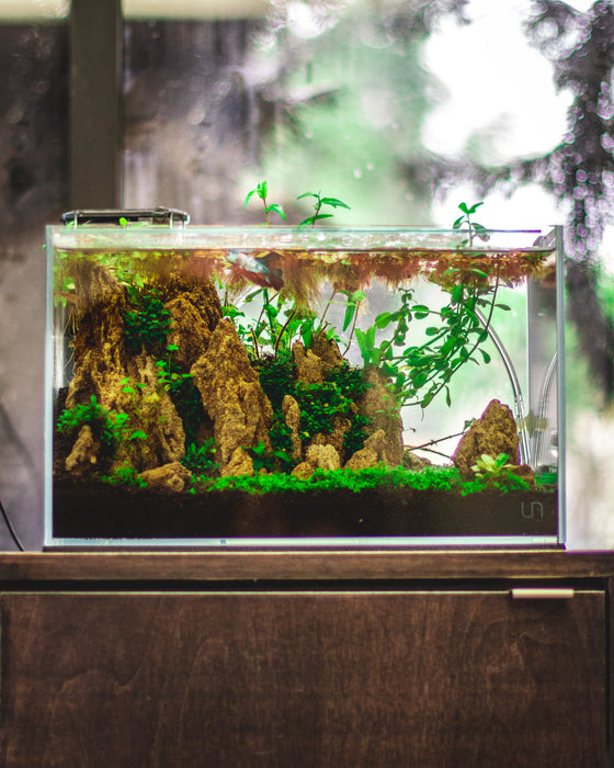 long rimless aquarium