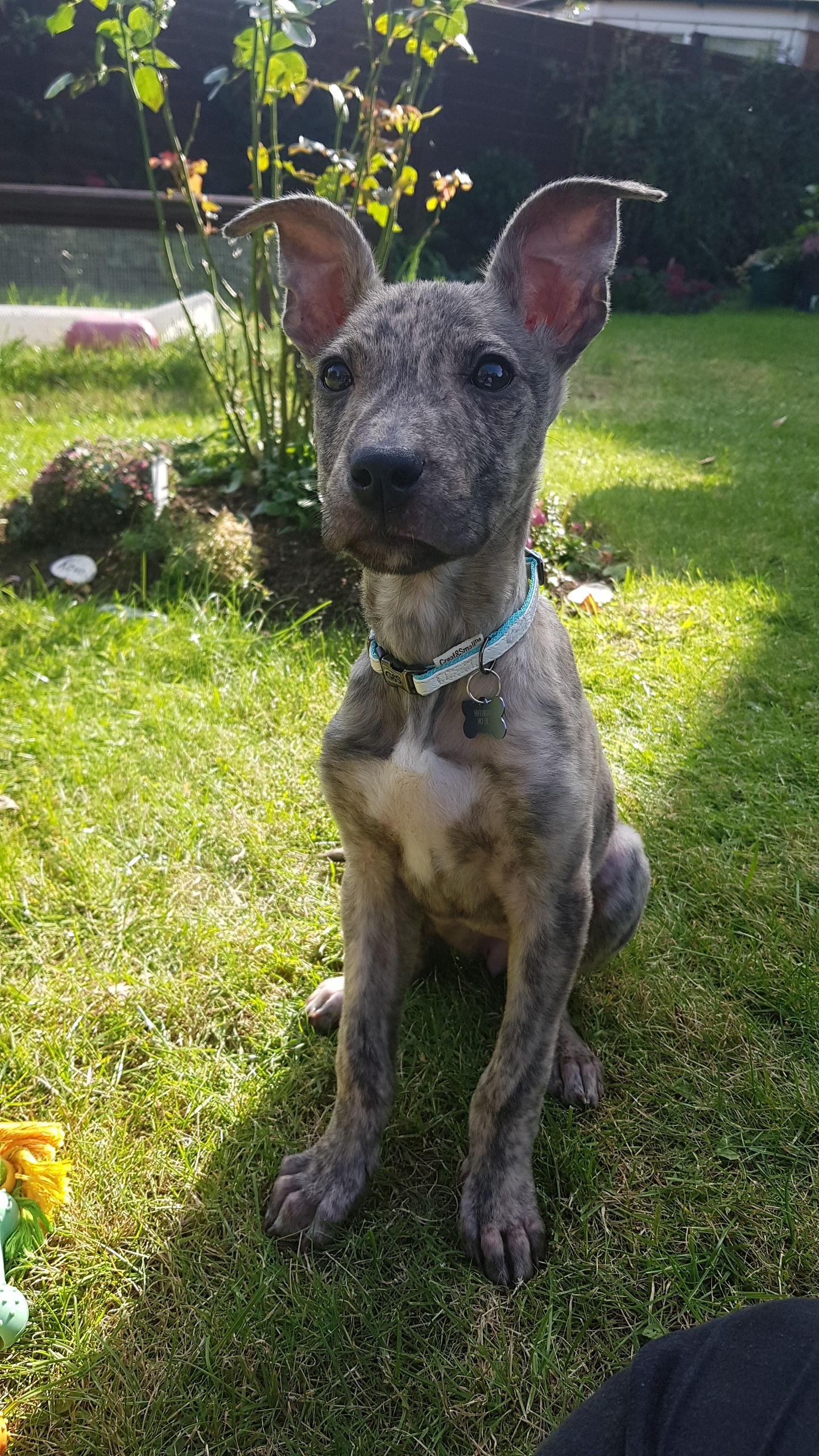 lurcher pups for sale