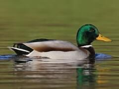 mallard duck pictures