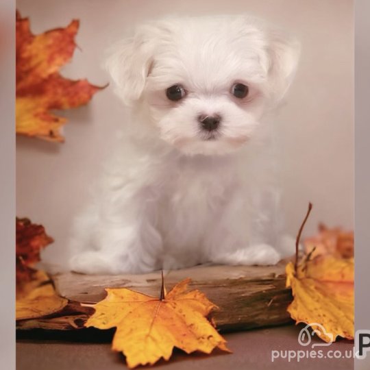 maltese dog for sale uk