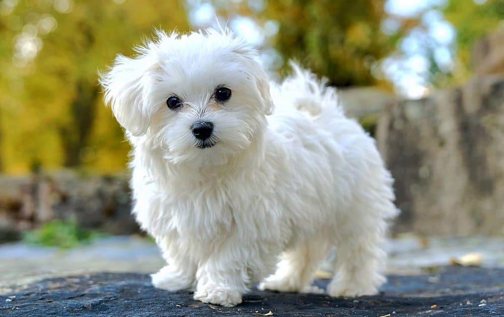 maltese terrier ekşi