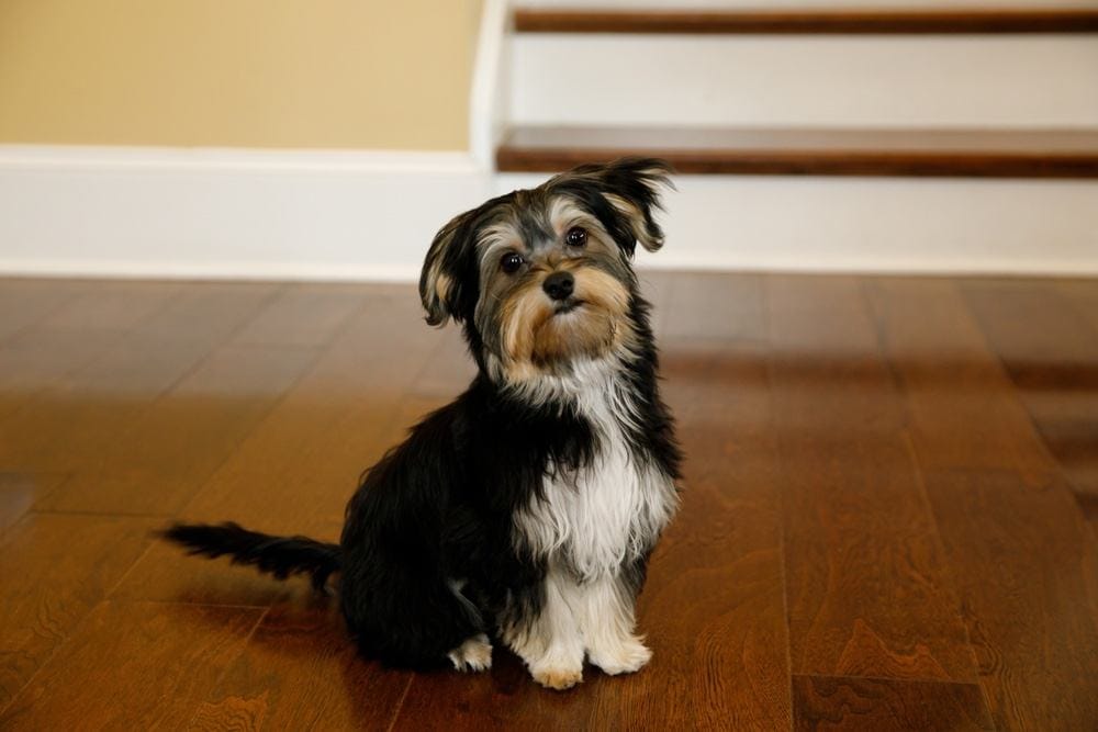 maltese with yorkie