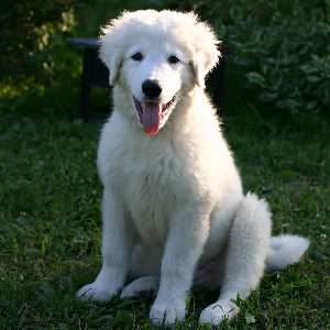 maremma sheepdog temperament