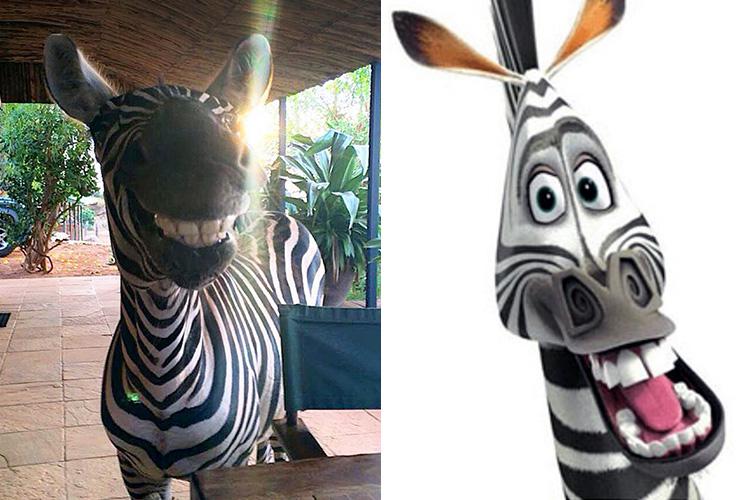 marty zebra madagascar