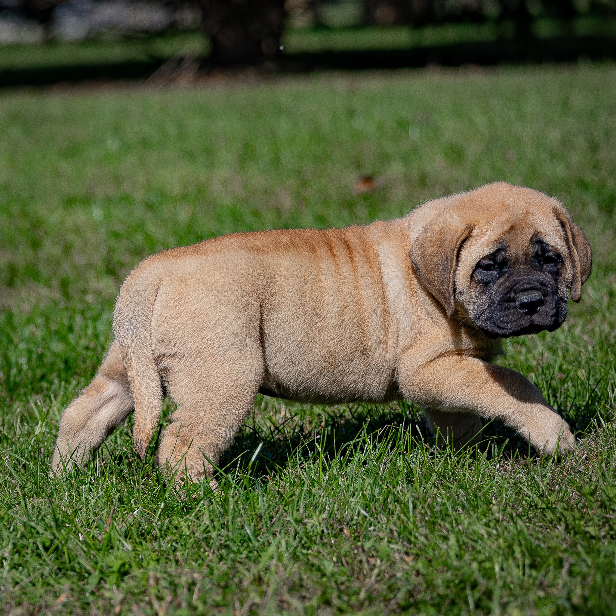 mastiff puppies