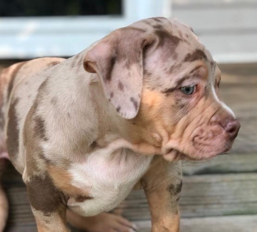 merle pitbull