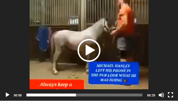 micheal hanley horse