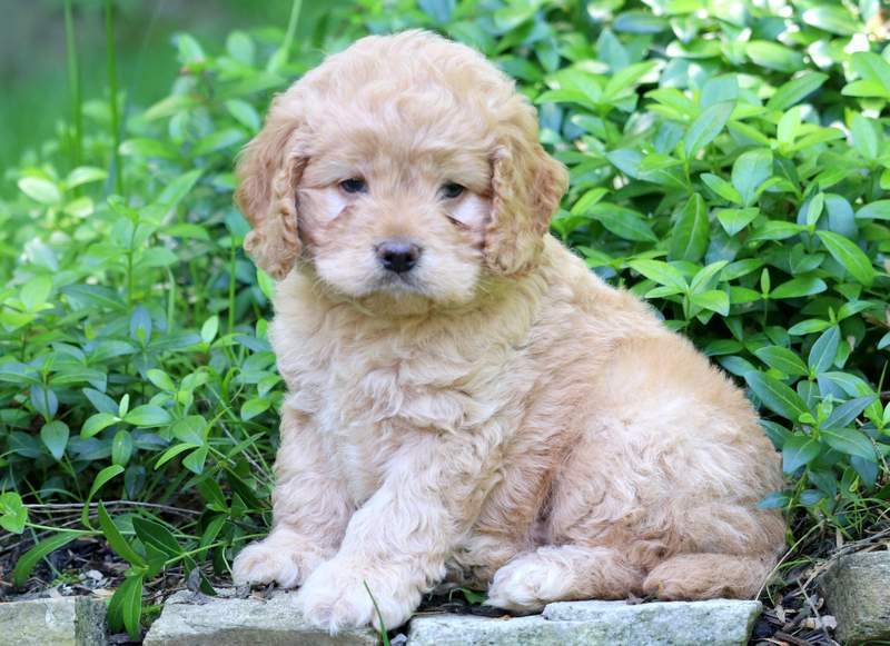 mini cockapoo for sale