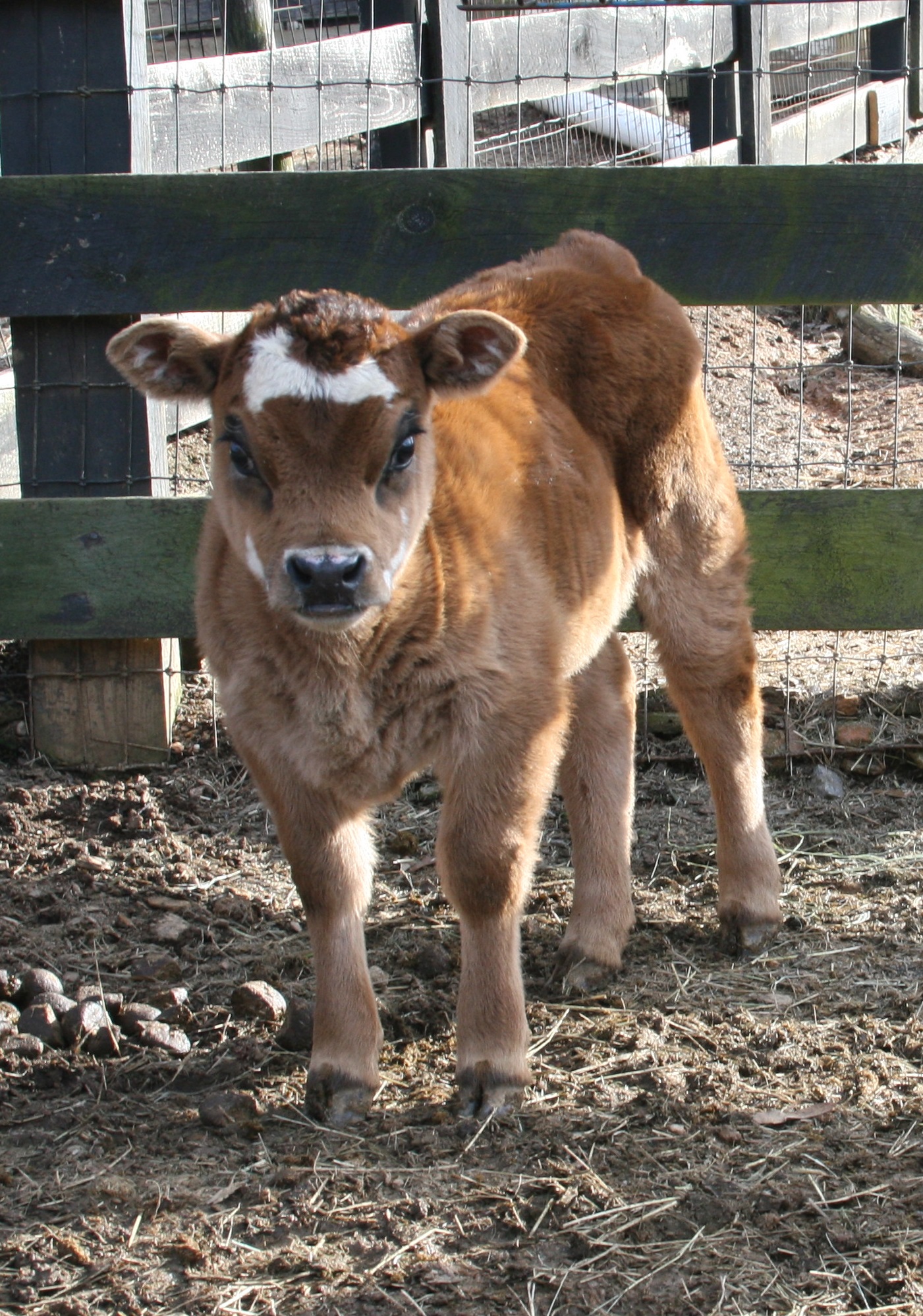 mini jersey cow