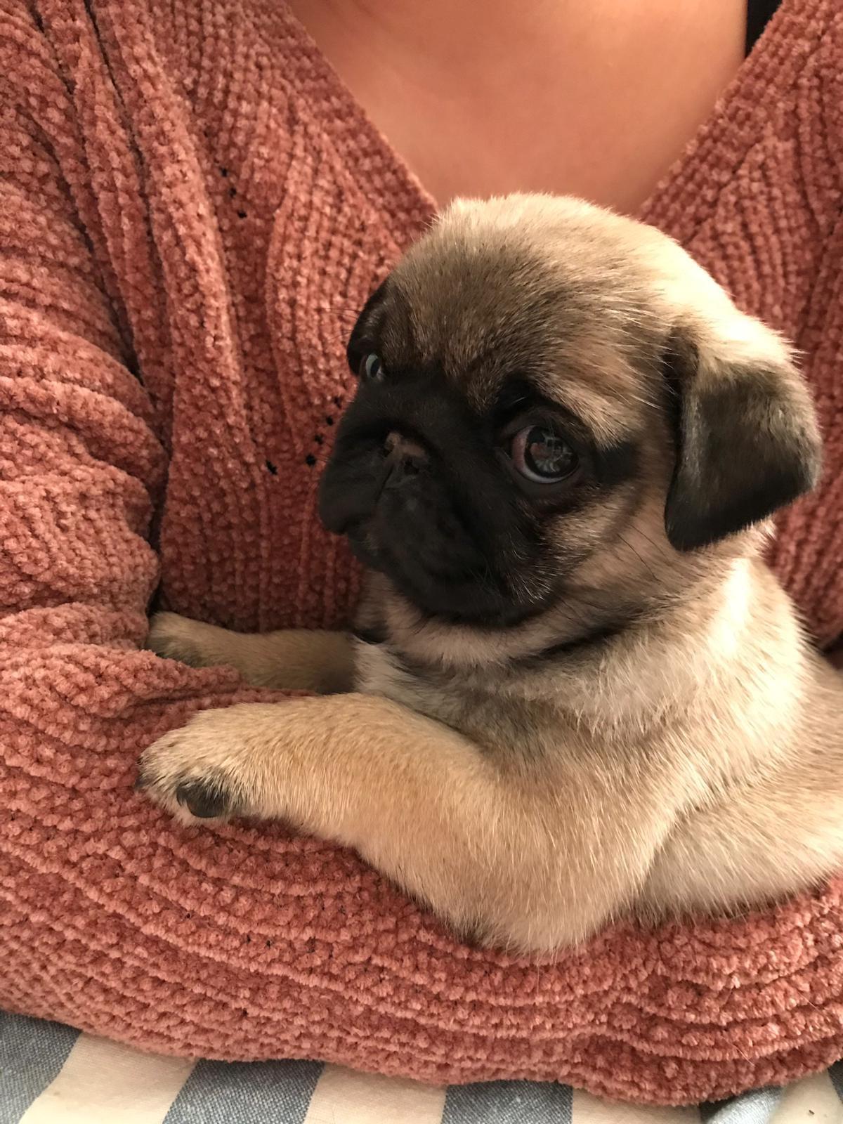 mini pug