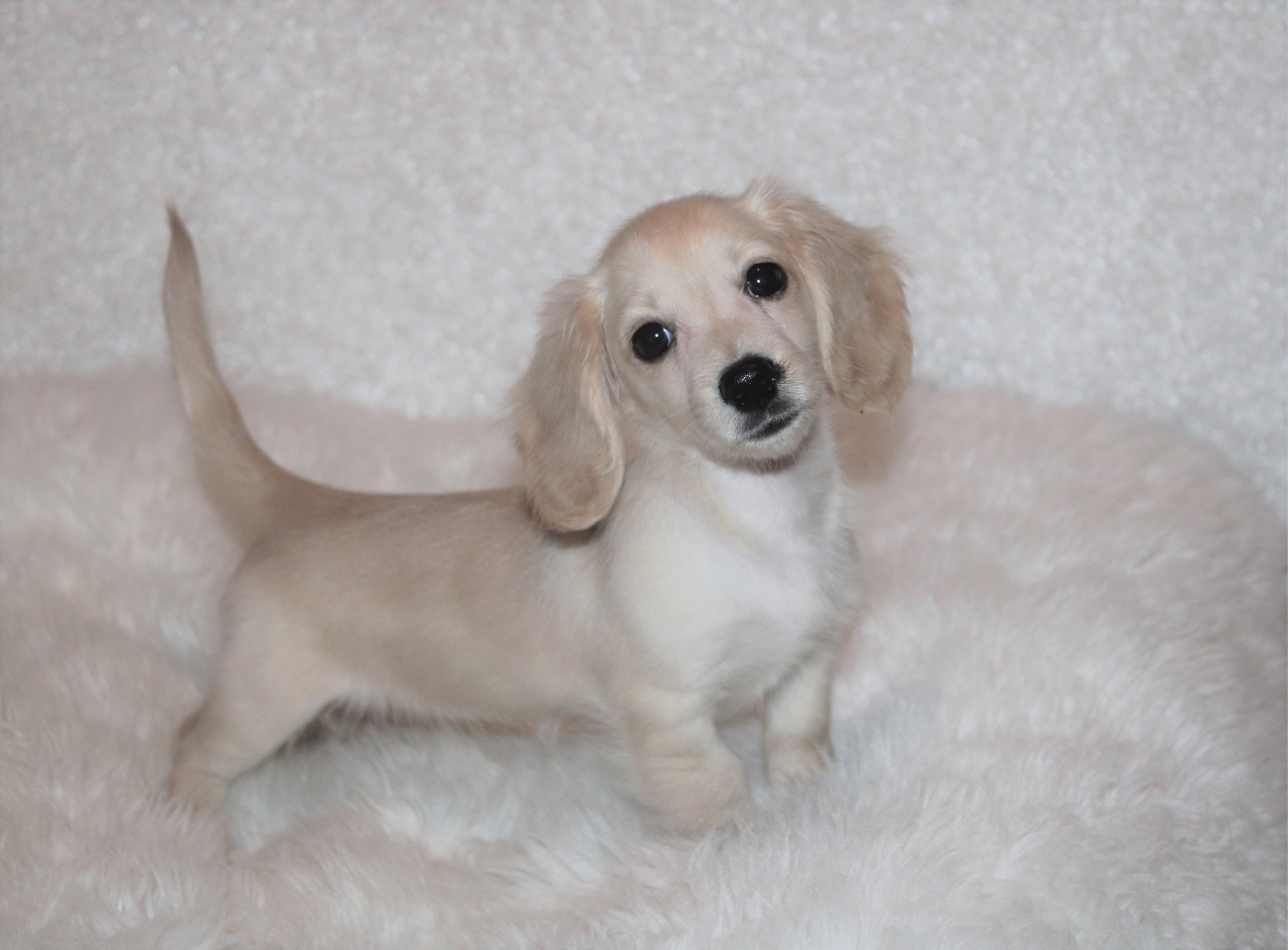 miniature dachshund for sale