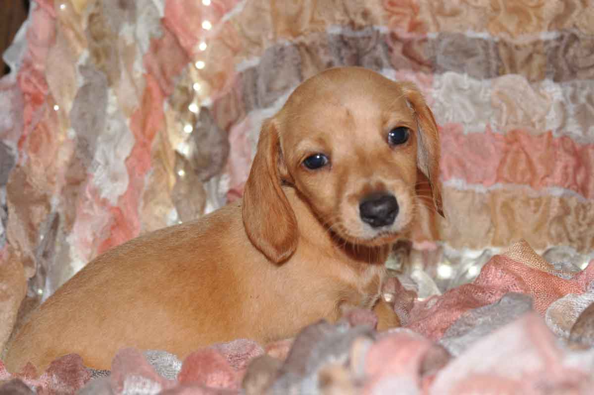 miniature doxie puppies for sale