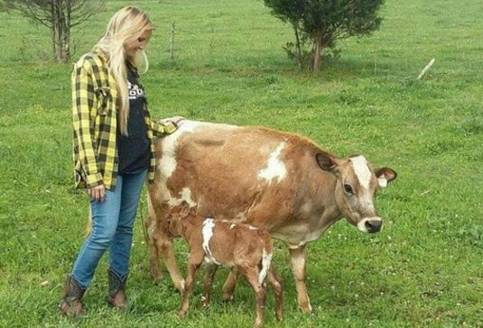 miniature jersey milk cows